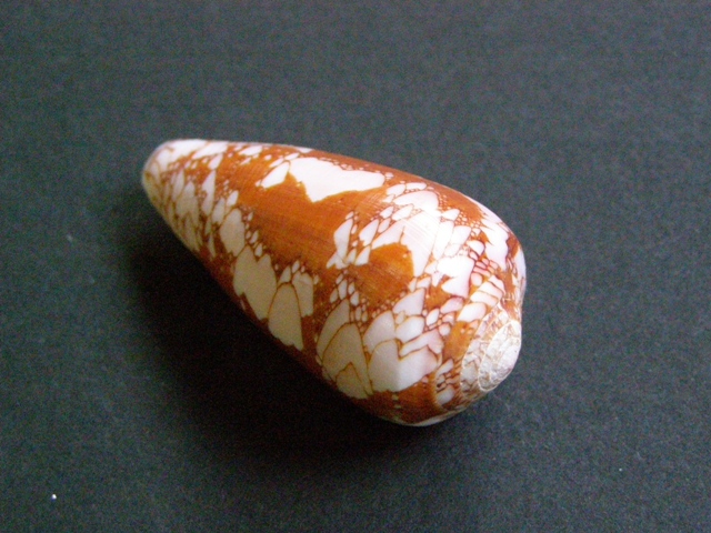 Conus (Darioconus) corbieri Blöcher, 1994 P7160920