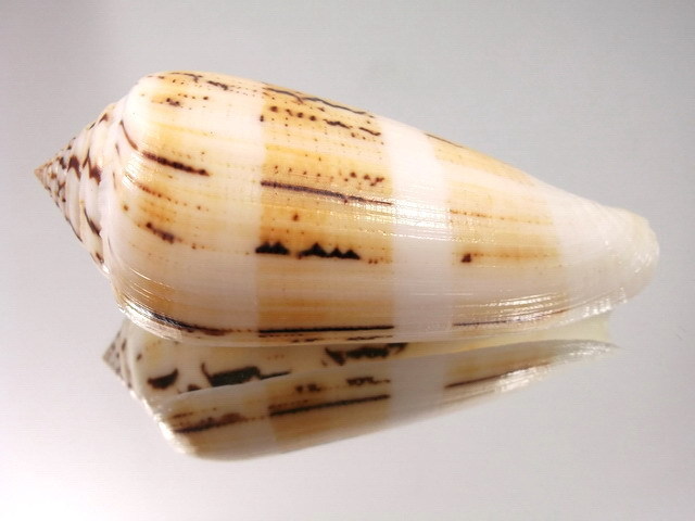 Conus (Pionoconus) consors turschi  (da, Motta, 1985)  T2ec1610