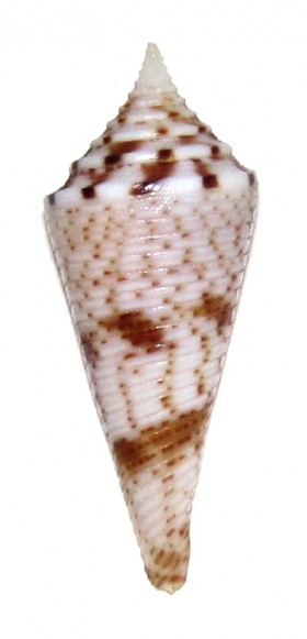 Conasprella (Fusiconus) saecularis (Melvill, 1898) Ts103110