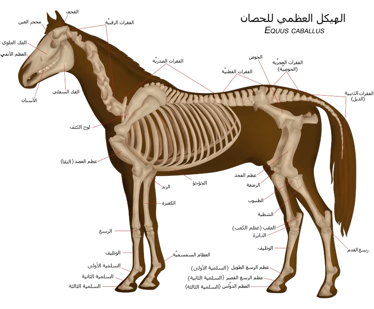 صورة الهيكل العظمي للحصان 1236px10