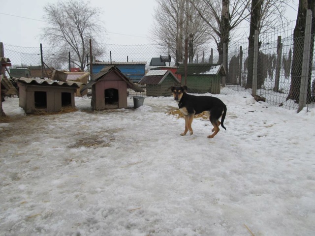 bubi - BUBI - Née 2017 - 11 kg - Timide, et curieuse (BELLA) 03_20110