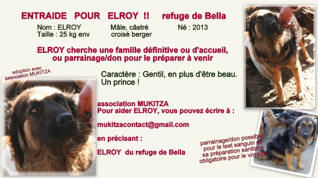 ELROY, M-X berger, Né 2013, Splendide et gentil (BELLA) - En FA chez Corinne91 (départ91) Elroy_11