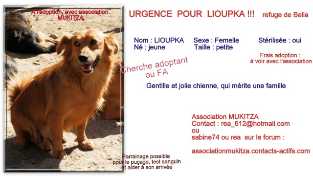 LIOUPKA, F-X, née 2012, 10 kg (BELLA) - En FA chez sensei (Depart57) Décédée moins de 48 heures après son arrivée chez son adoptante Lioupk10