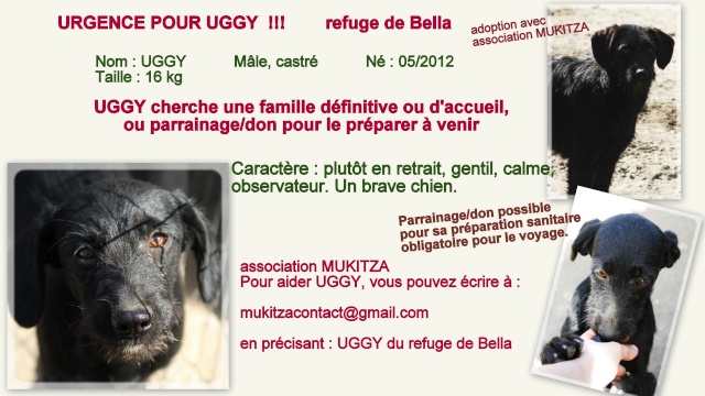 UGGY - Né 2012 - 16 kg - En mal de foyer - (BELLA)/ PARRAINE Uggy_f10