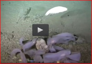 [Zoologie - Crustacés] Un crustacé géant filmé dans les abysses pour la première fois (août 2014) Alicel10
