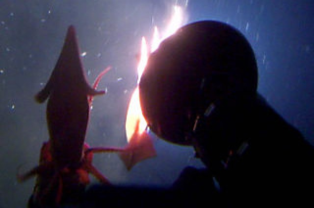 [Zoologie - Céphalopode] Un sous-marin de Greenpeace attaqué par des calmars (octobre 2014) Des_ca10