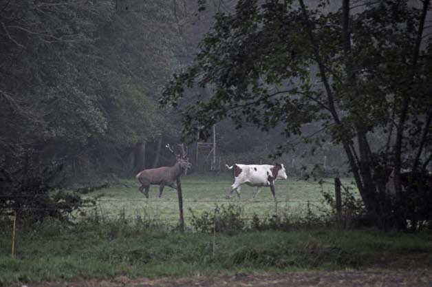 [Zoologie - Mammifères] Des cerfs bien étranges qui abusent des génisses (septembre 2014) Des_ce10