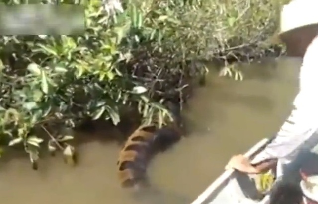 [Zoologie - Vidéo] Des pêcheurs brésiliens jouent à embêter un anaconda géant (septembre 2014) Des_py10