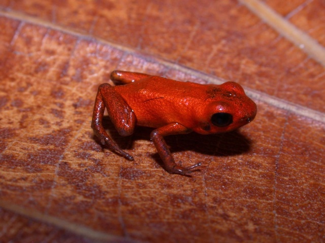 [Zoologie - Amphibiens] Une nouvelle espèce de grenouilles Andinobate décrite au Panama, est peut-être déjà menacée (septembre 2014) La_gre10