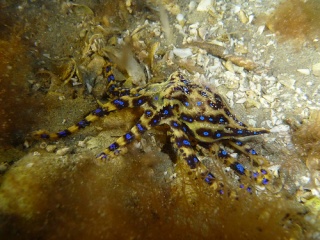 [Zoologie - Céphalopode] La pieuvre aux anneaux bleus, un invertébré qu'il ne faut pas embêter La_pie10