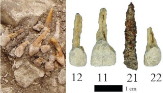[Archéologie] Des archéologues découvrent la plus vieille prothèse dentaire datée à 3 siècles avant JC (juin 2014) La_plu10