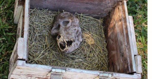 [Légende - Loup-Garou] Un fermier prétend avoir retrouvé un crâne de loup-garou (octobre 2014) Le_cry10