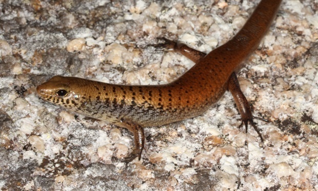 [Zoologie - Reptile] Deux nouveaux scinques découverts en Australie (octobre 2014) Le_sci10