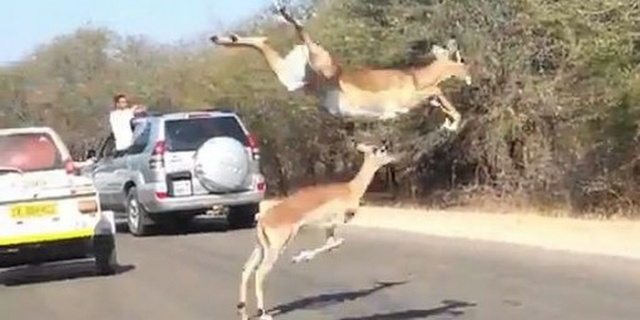 [Zoologie] Un impala s'aide d'une voiture pour échapper à un guépard Un_imp10