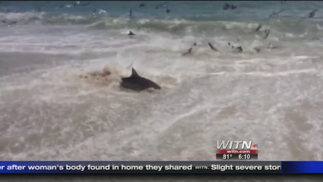 [Zoologie - Vidéo] Un groupe d'une centaine de requins prend d'assaut une plage pour y chasser (octobre 2014) Une_ce10