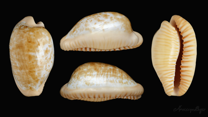 Cypraeovula fuscodentata (Gray, 1825) Cyprae11