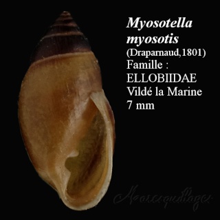Myosotella myosotis (Draparnaud, 1801)  Myosot12