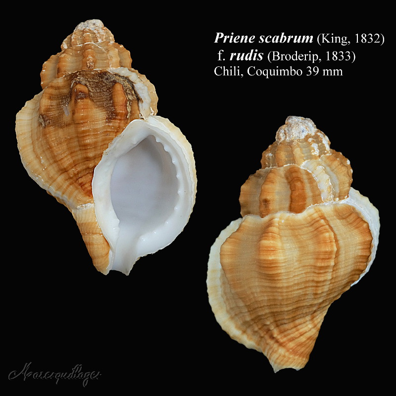 Ranellidae Ranellinae Priene scabrum (King, 1832)  Priene11