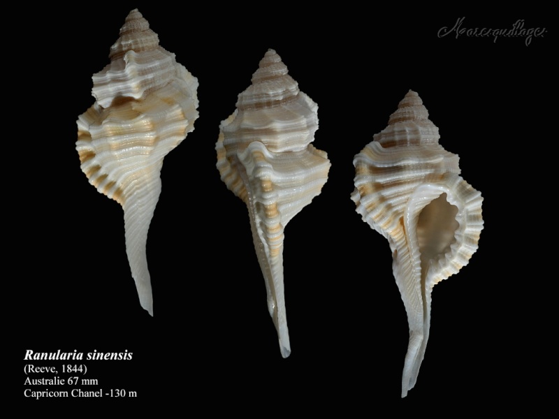 Ranularia sinensis (Reeve, 1844)  Ranula10
