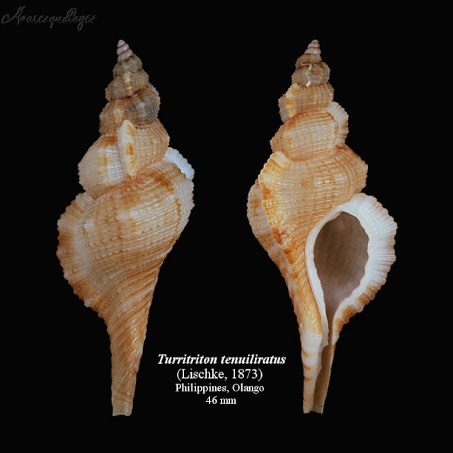 Turritriton tenuiliratus (Lischke, 1873)  Tenuil10