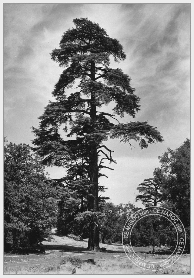 Ifrane, les cèdres. 05-29110