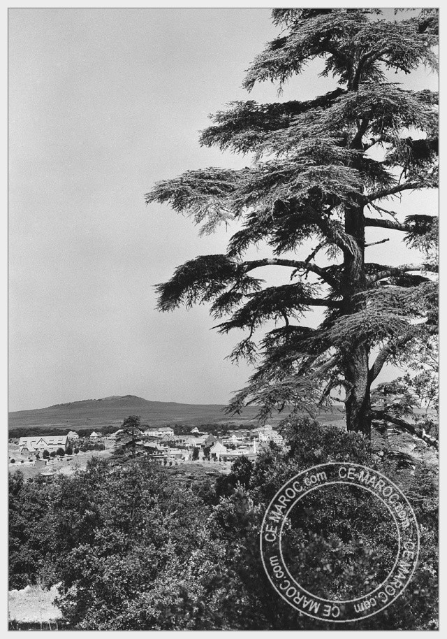 Ifrane, les cèdres. 08-29411