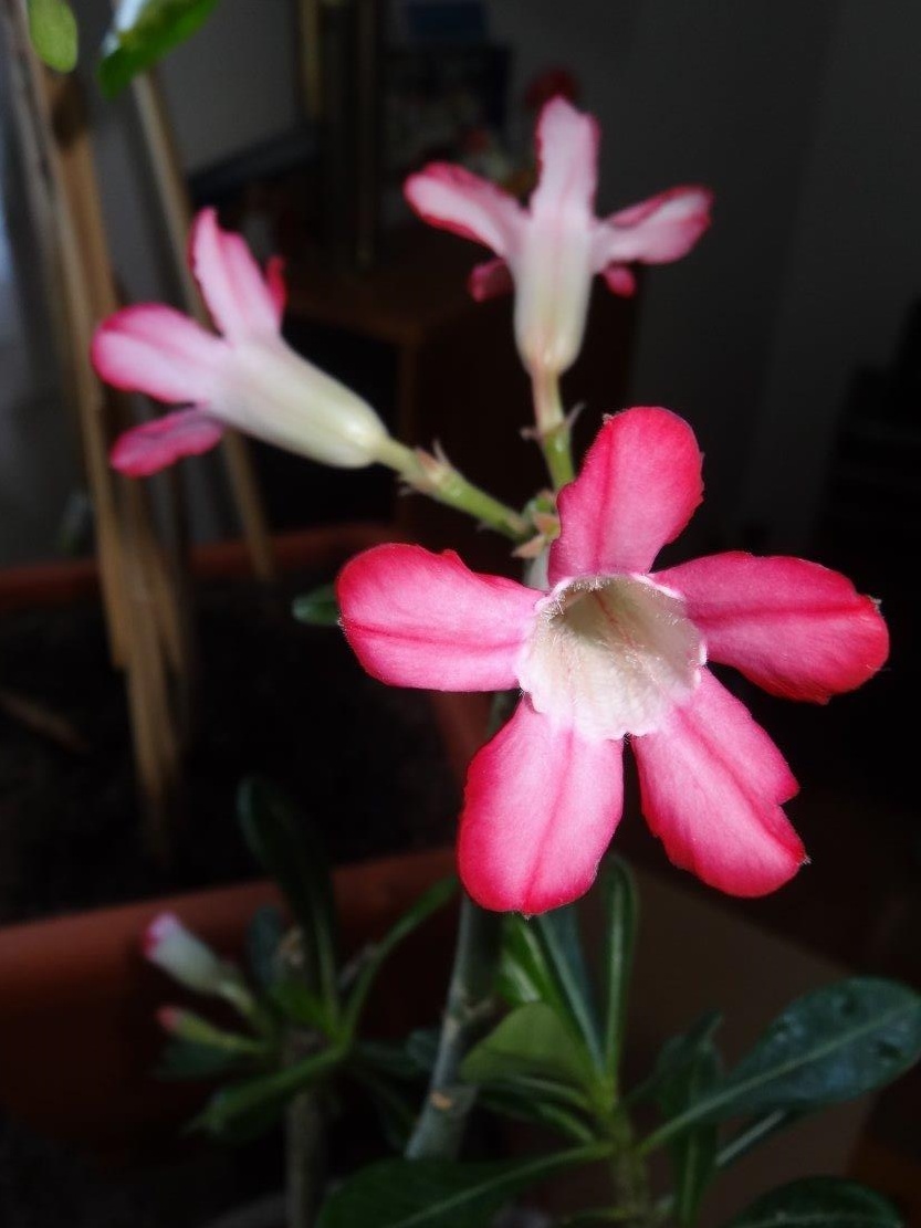Photos de mon adénium en fleur Sans_t10