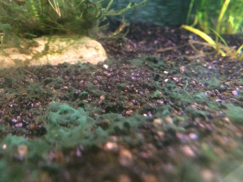 HELP ME !! algues verte au fond des bac Photo_13