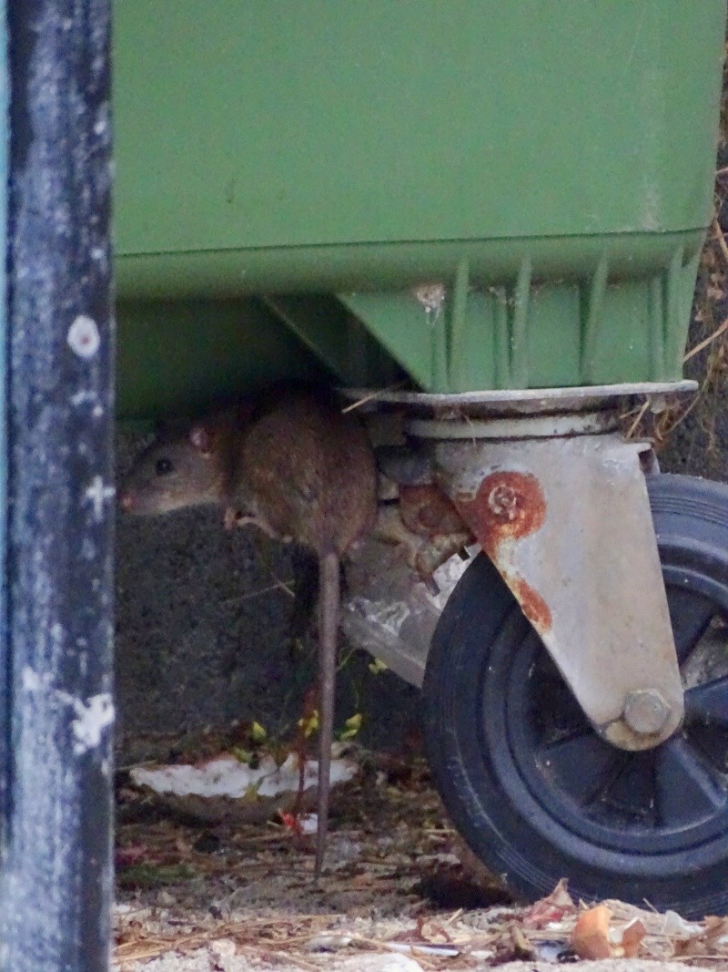 [Rattus norvegicus] Rats bruns du tri sélectif 01712