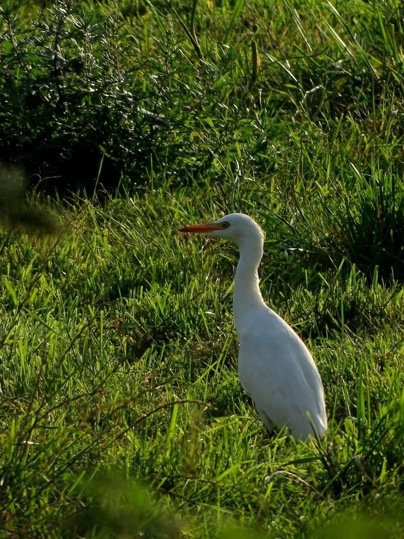 Herons garde-boeufs 03710