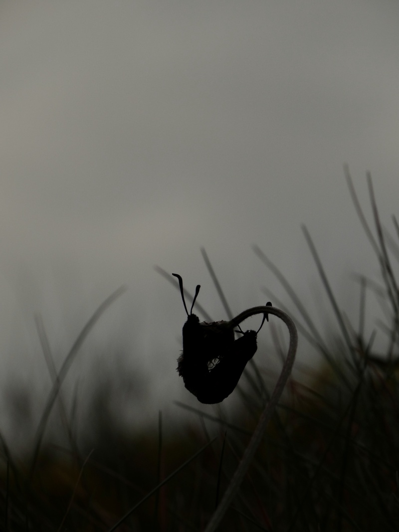 [Zygaena trifolii] Les z'amours zygènes 22410