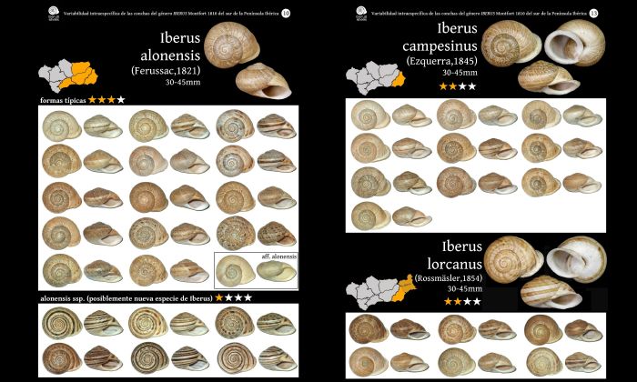 Malacofaune du sud de l'Espagne : Caracoles terrestres de Andalucía Galeri12