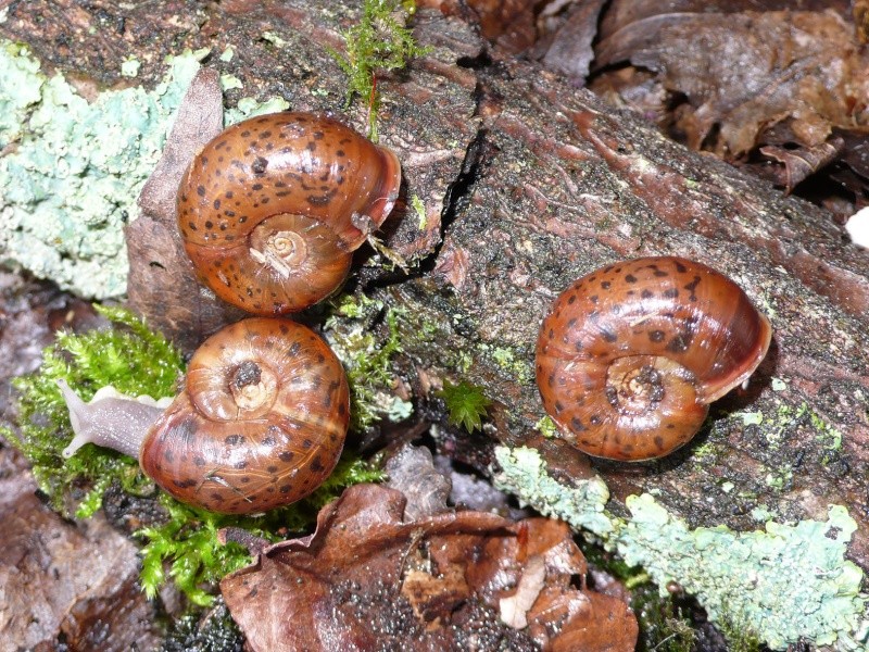 Elona quimperiana (A. Férussac, 1821) de Bretagne L1090312