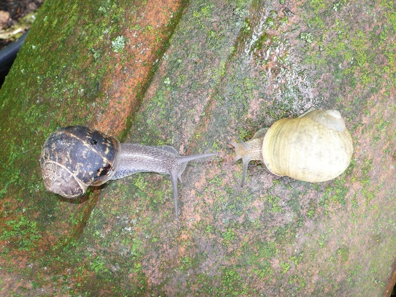 Helix aspersa var. exalbida Moquin-Tandon, 1855 L1090618