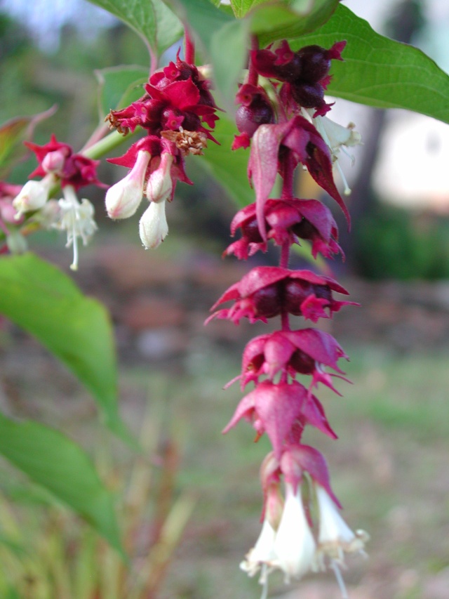 Leycesteria formosa - arbre aux faisans Leyces10