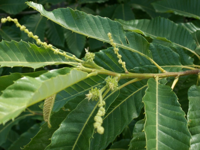 Castanea - fleur de châtaigne [devinette] Pict4810