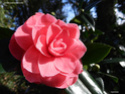 Camellia - choix & conseils de culture 14197710
