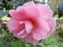 Camellia - choix & conseils de culture 14277610