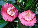 Camellia - choix & conseils de culture Dewata10