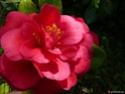 Camellia - choix & conseils de culture Gbpix_16
