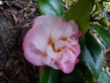 Camellia - choix & conseils de culture Gbpix_23