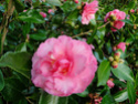 Camellia - choix & conseils de culture Marie-10