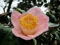 Camellia - choix & conseils de culture Yoibij10