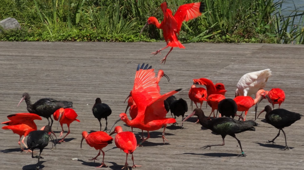 Le parc des oiseaux à villars les dombes ( 01330 ) Acteur10