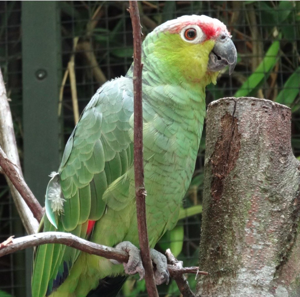 Le parc des oiseaux à villars les dombes ( 01330 ) Amazon11