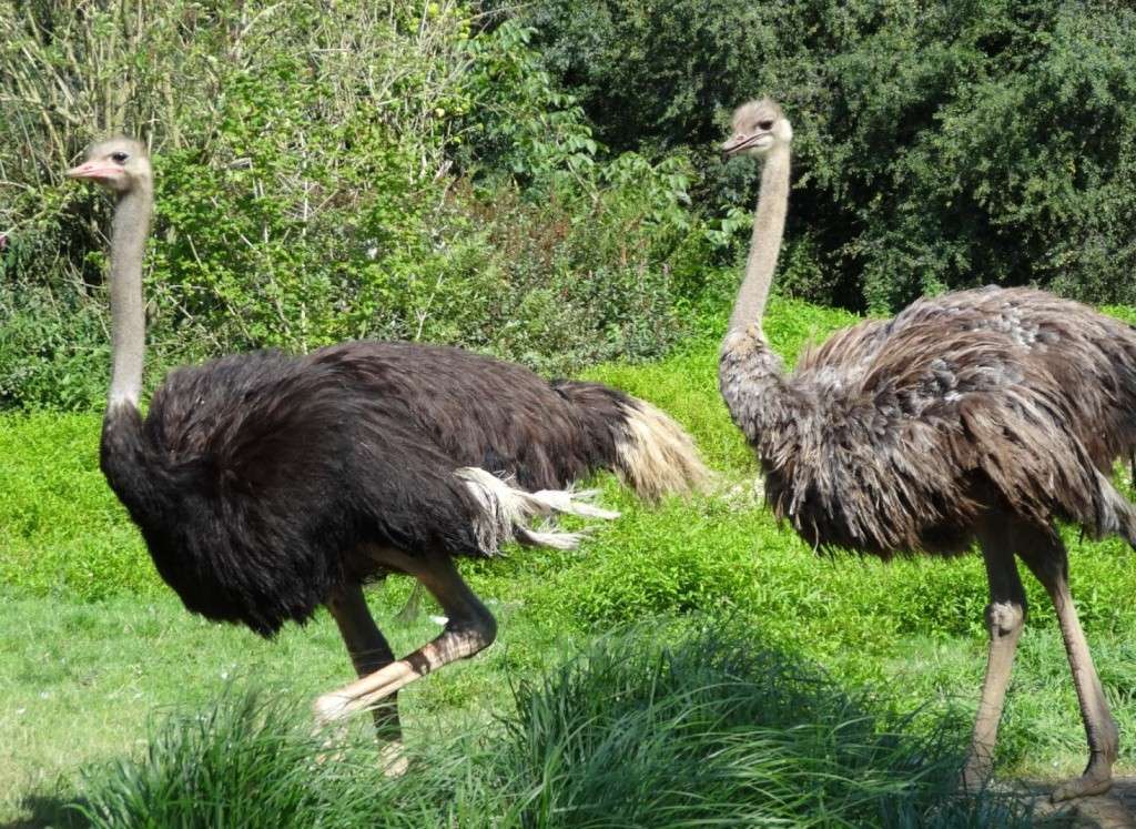 Le parc des oiseaux à villars les dombes ( 01330 ) Autruc10