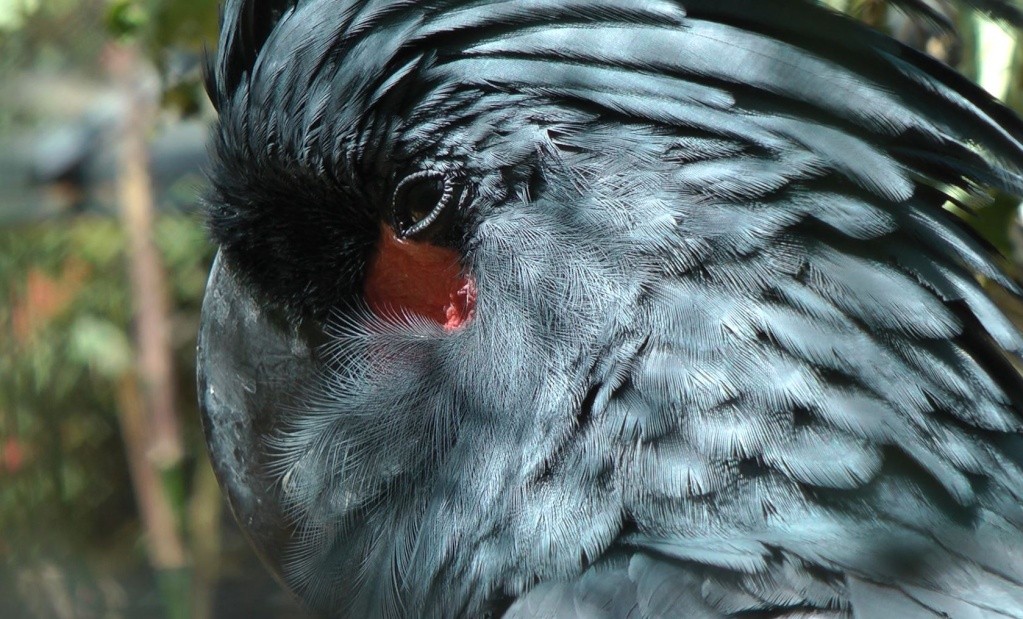 Le parc des oiseaux à villars les dombes ( 01330 ) Cacato16