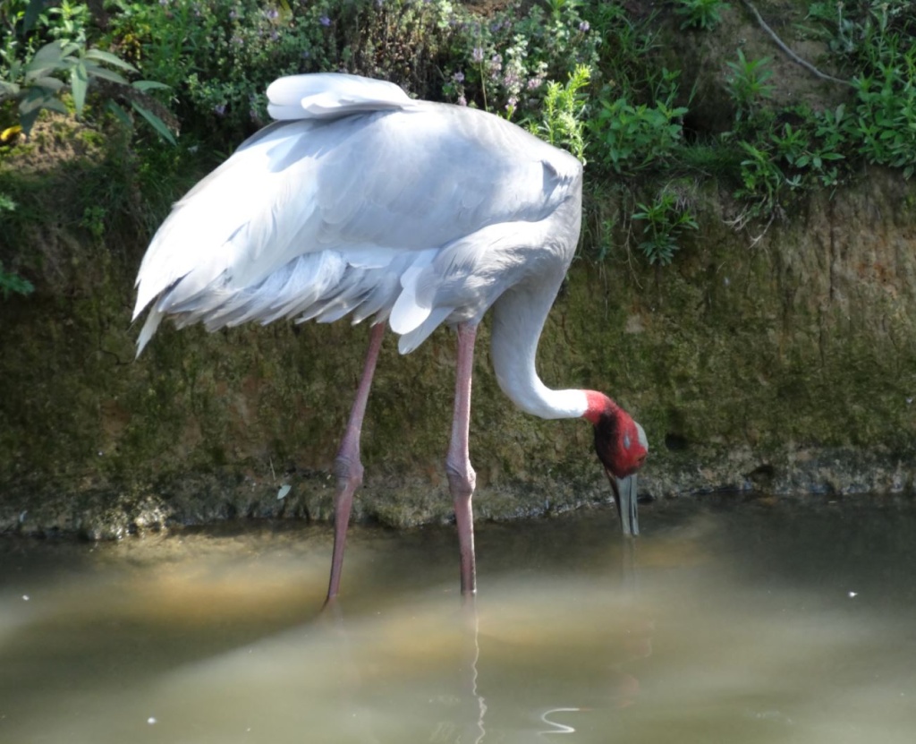 Le parc des oiseaux à villars les dombes ( 01330 ) Grue_a11