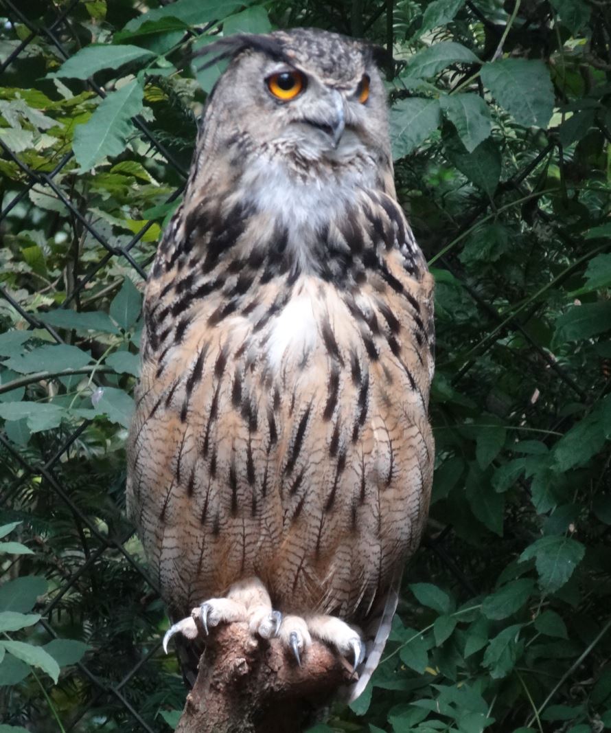 Le parc des oiseaux à villars les dombes ( 01330 ) Hibou_10