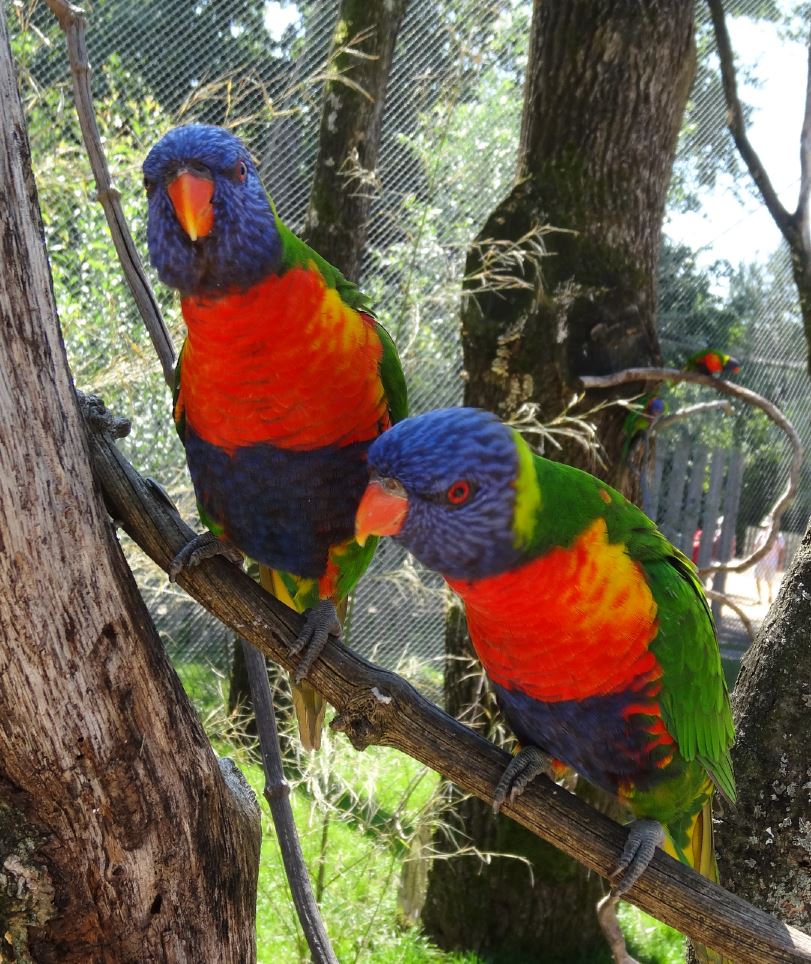 Le parc des oiseaux à villars les dombes ( 01330 ) Lori_112